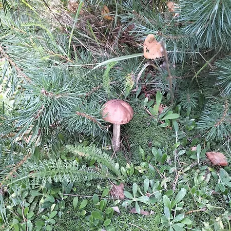 Dowielina - Wśród Natury * Wielin