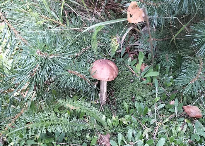 Dowielina - Wśród Natury * Wielin