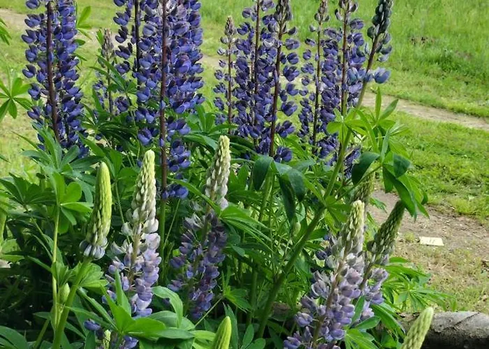 Chalet Dowielina - Wśród Natury Wielin